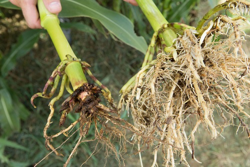 Selecting the right trait package helps protect corn yields. Root health is an indicator of yield potential. To the left is conventional corn that has been injured by corn root worm, and to the right is a SmartStax® hybrid.